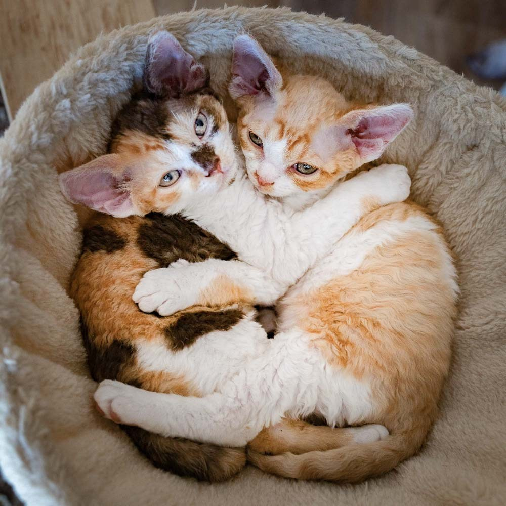 Devon Rex Pixie Cattery