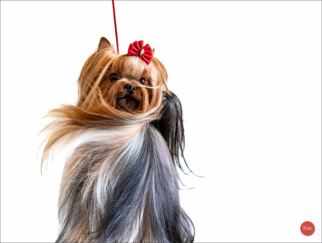 Expo canine 🇫🇷 Châlons-en-Champagne 22-23/02/2025. Photographe à Strasbourg | Portraits, Studio, Enfants, Événements