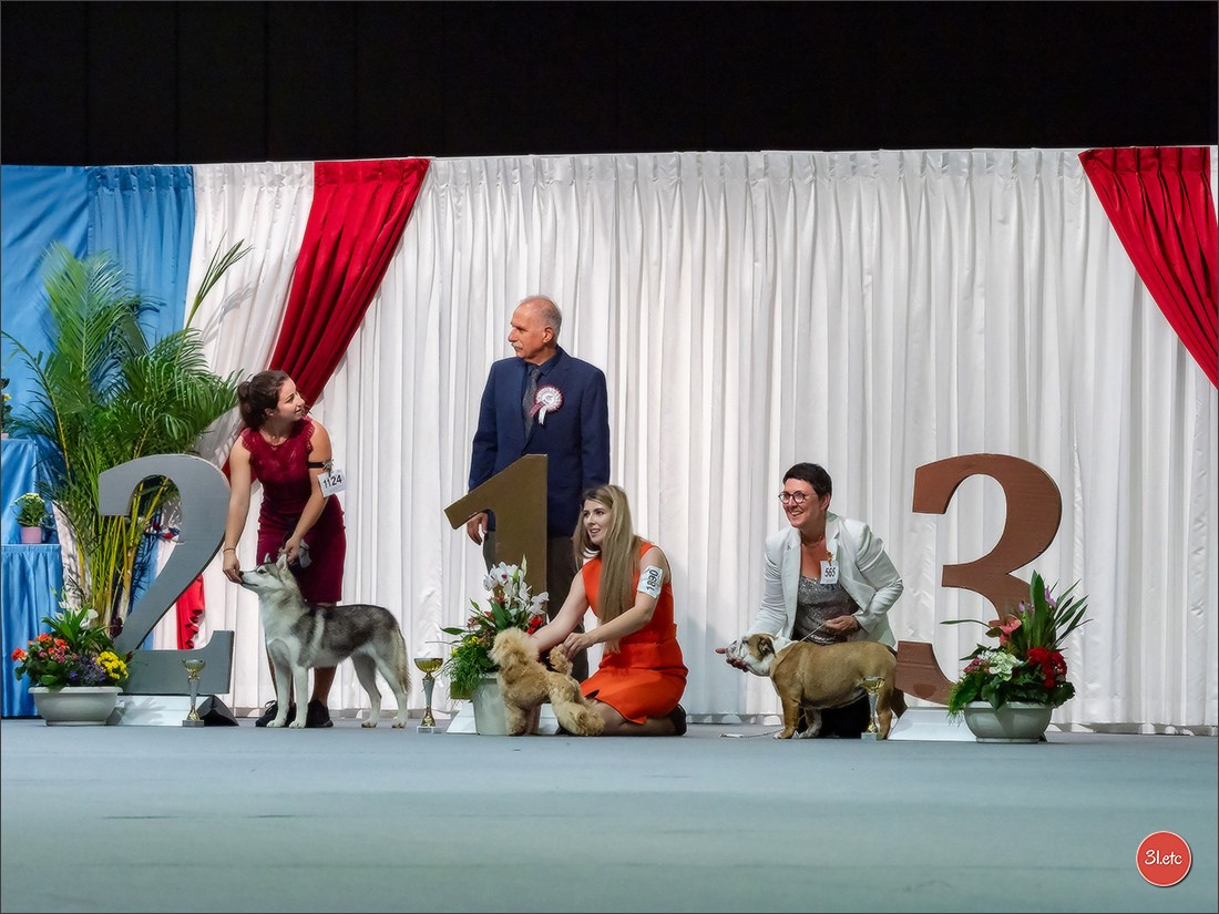 🇱🇺 LUXEMBOURG 🇱🇺 International Dog Show 🇱🇺 31/08 - 01/09/2024. Photographe à Strasbourg | Portraits, Studio, Enfants, Événements