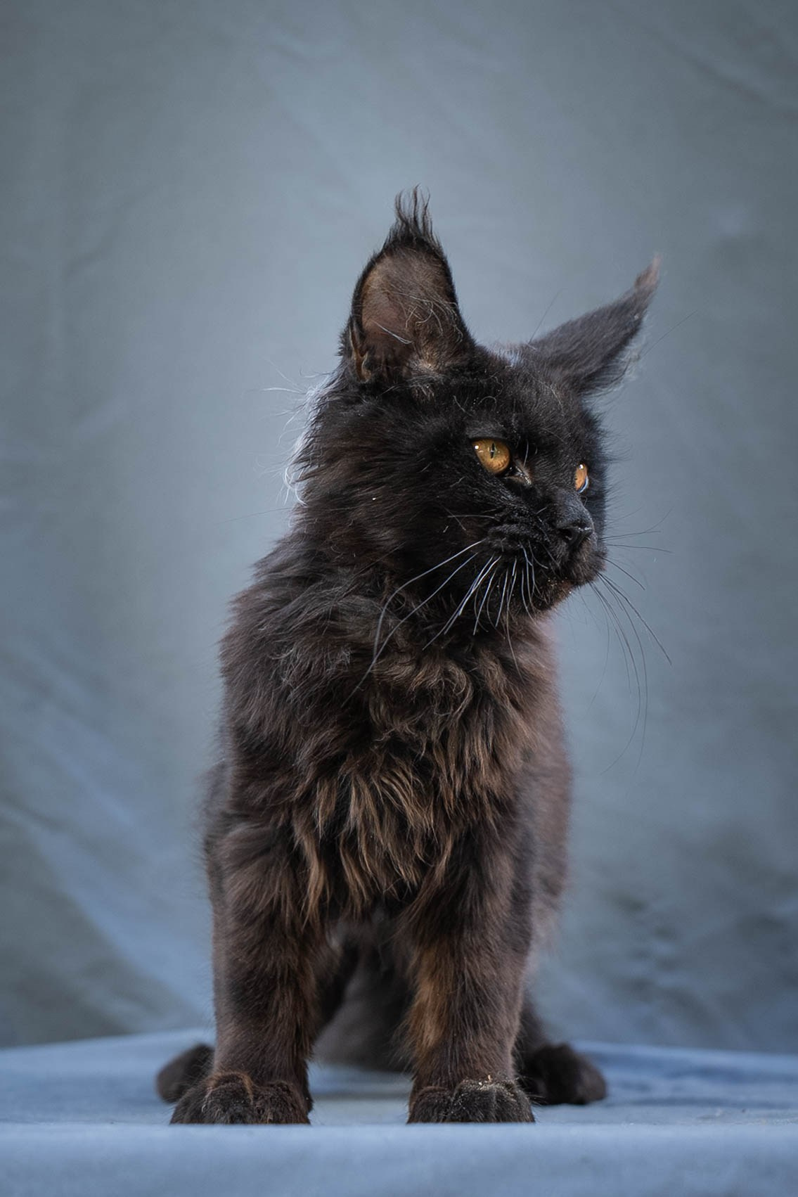 Senator Vince. Senator Cat — Maine Coon cattery