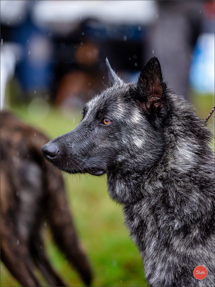 Exposition Canine à STRASBOURG-HOERDT Dimanche 18 août 2024. Photographe à Strasbourg | Portraits, Studio, Enfants, Événements
