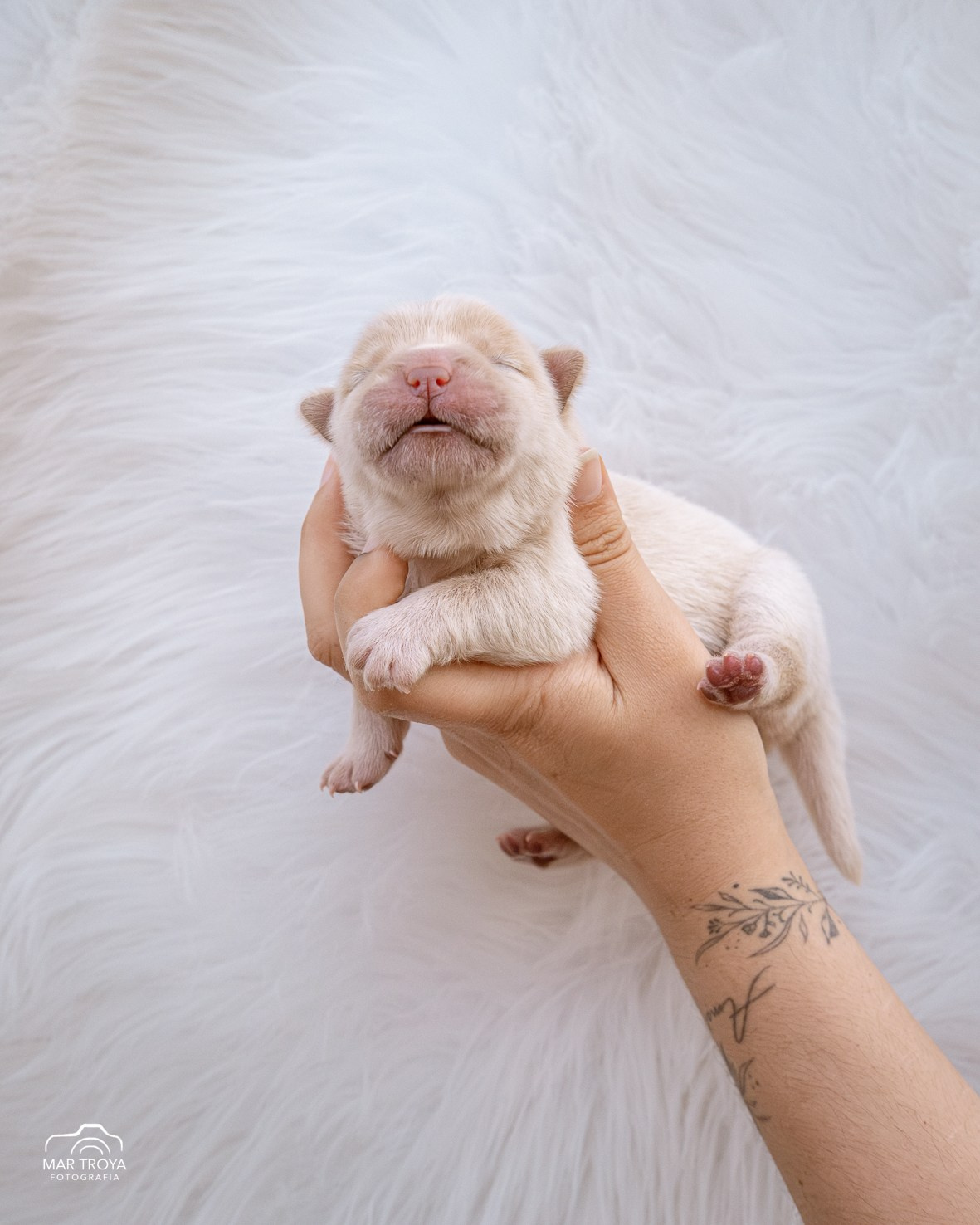 Newborn puppies Hispalis Kennel. Fotos con huella, fotografía de perros y mascotas en Sevilla