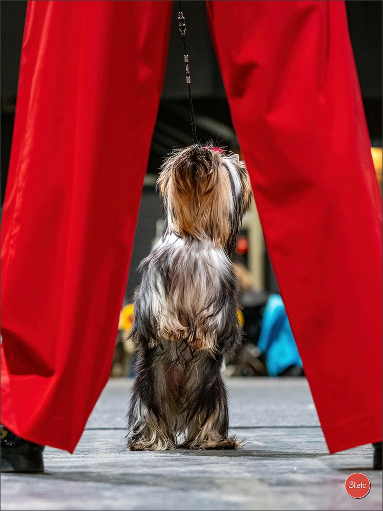Photographie animalière. Photographe à Strasbourg | Portraits, Studio, Enfants, Événements