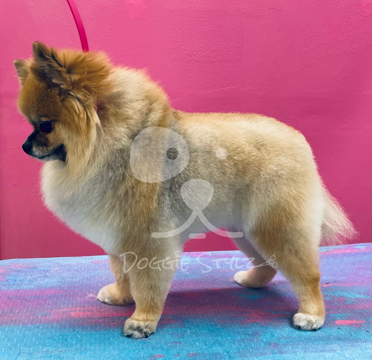 DOG GROOMING. Doggie Stylz Pet Salon