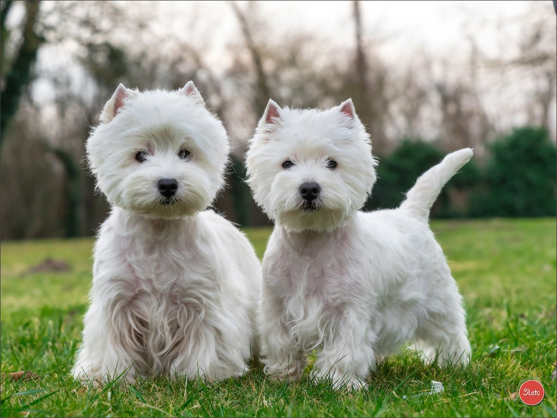 Expo canine 🇫🇷 Amiens 15-16/02/2025. Photographe à Strasbourg | Portraits, Studio, Enfants, Événements
