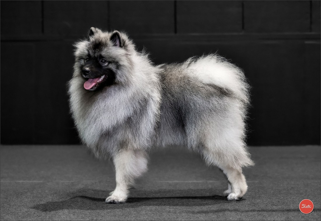 🇱🇺 LUXEMBOURG 🇱🇺 International Dog Show 🇱🇺 31/08 - 01/09/2024. Photographe à Strasbourg | Portraits, Studio, Enfants, Événements