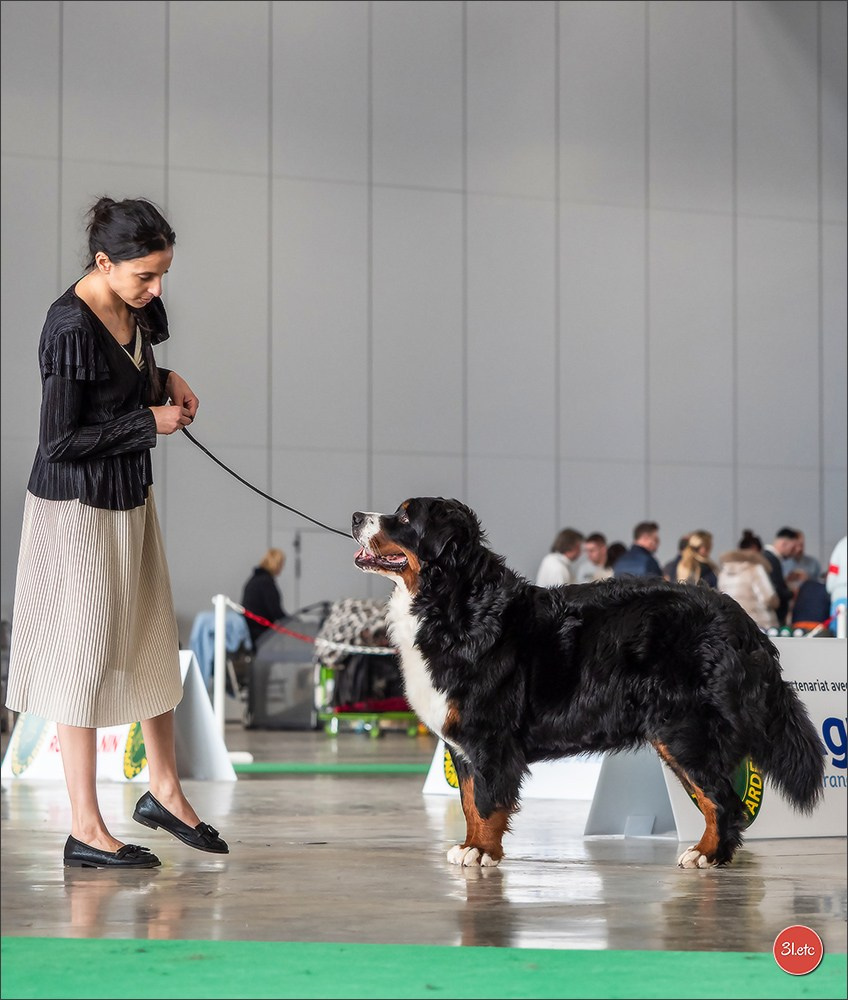 Expo canine 🇫🇷 Châlons-en-Champagne 22-23/02/2025. Photographe à Strasbourg | Portraits, Studio, Enfants, Événements