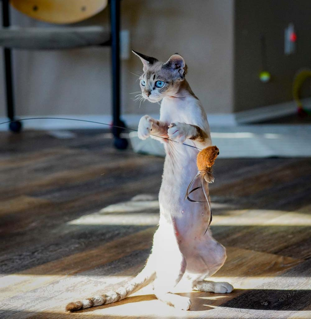 Devon Rex Pixie Cattery