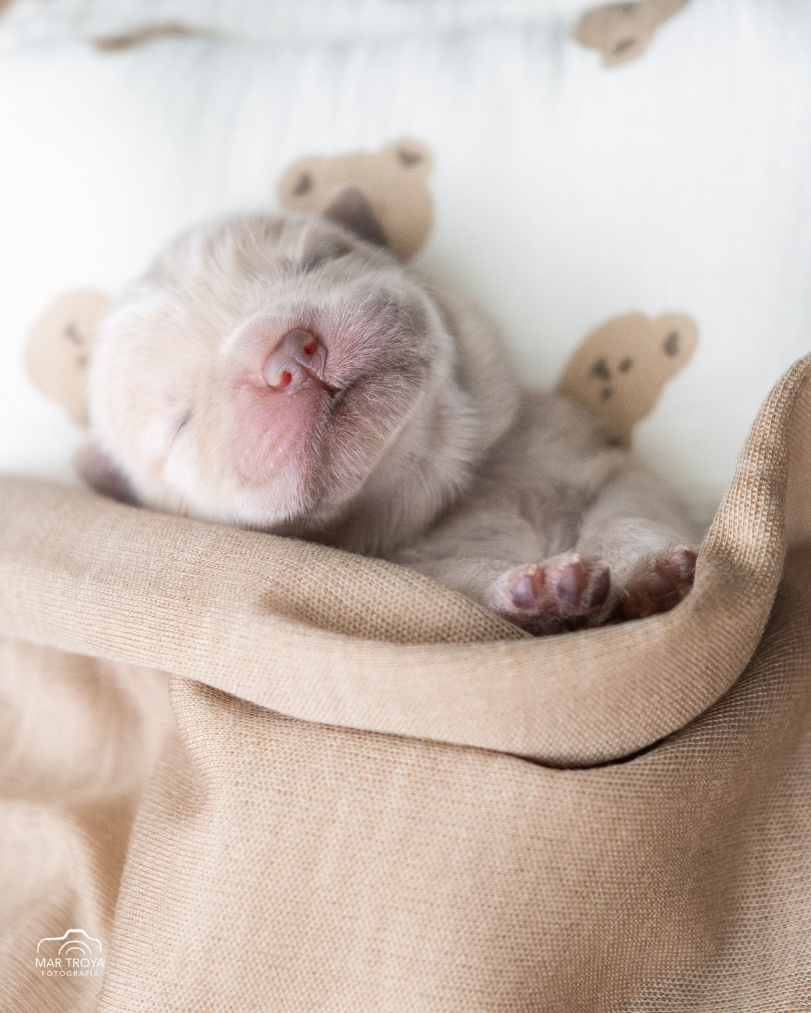 Newborn puppies Hispalis Kennel. Fotos con huella, fotografía de perros y mascotas en Sevilla