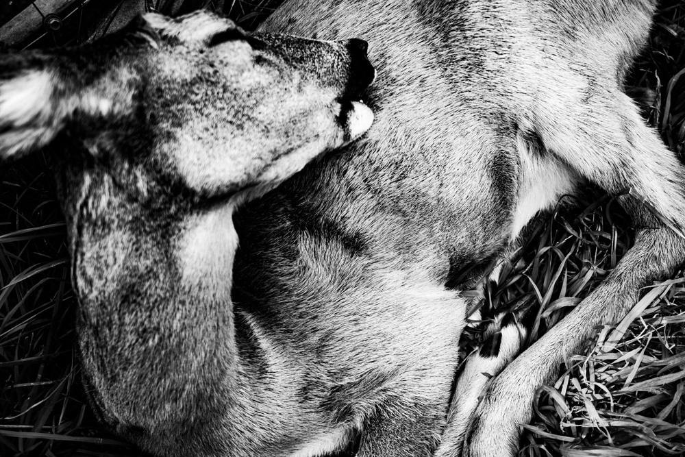 Angle got wings. Tatiana Kireicheva