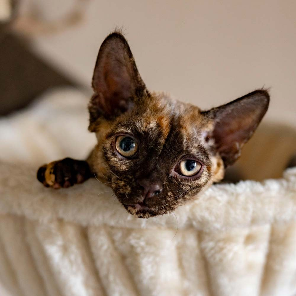 Devon Rex Pixie Cattery
