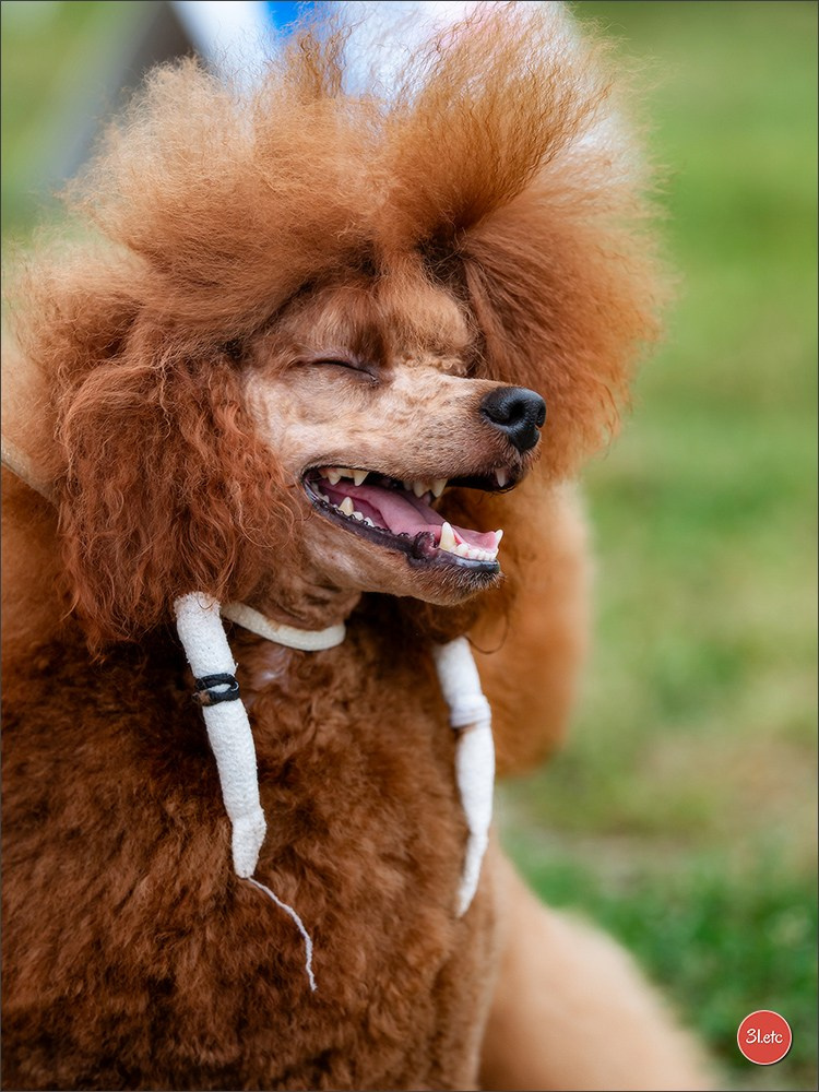 Exposition Canine à STRASBOURG-HOERDT Dimanche 18 août 2024. Photographe à Strasbourg | Portraits, Studio, Enfants, Événements