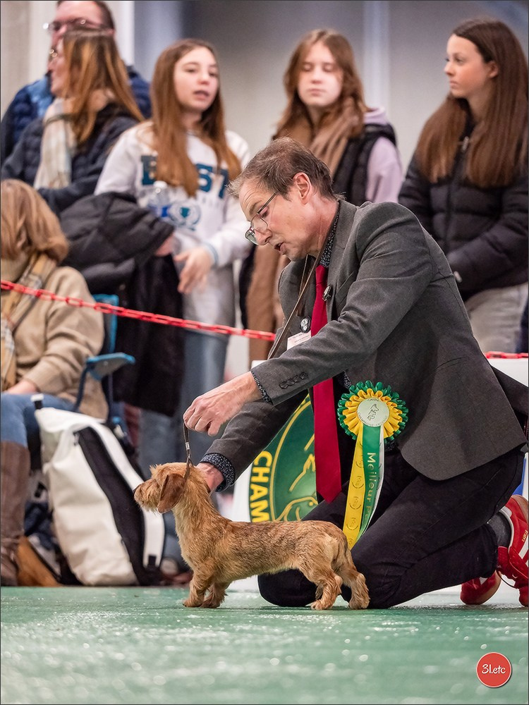Expo canine 🇫🇷 Châlons-en-Champagne 22-23/02/2025. Photographe à Strasbourg | Portraits, Studio, Enfants, Événements