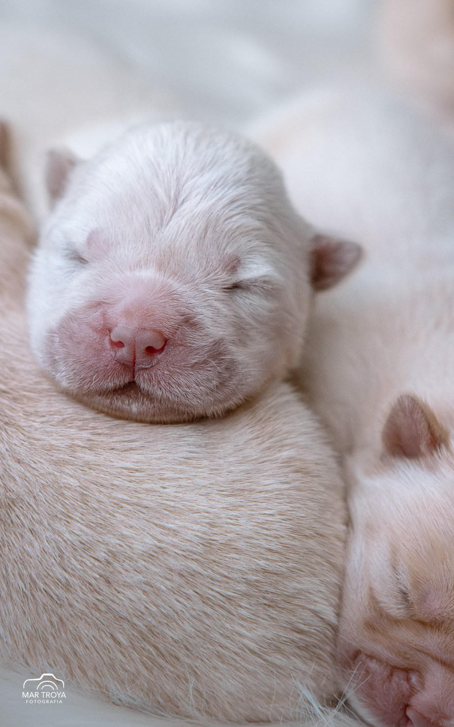 Newborn puppies Hispalis Kennel. Fotos con huella, fotografía de perros y mascotas en Sevilla