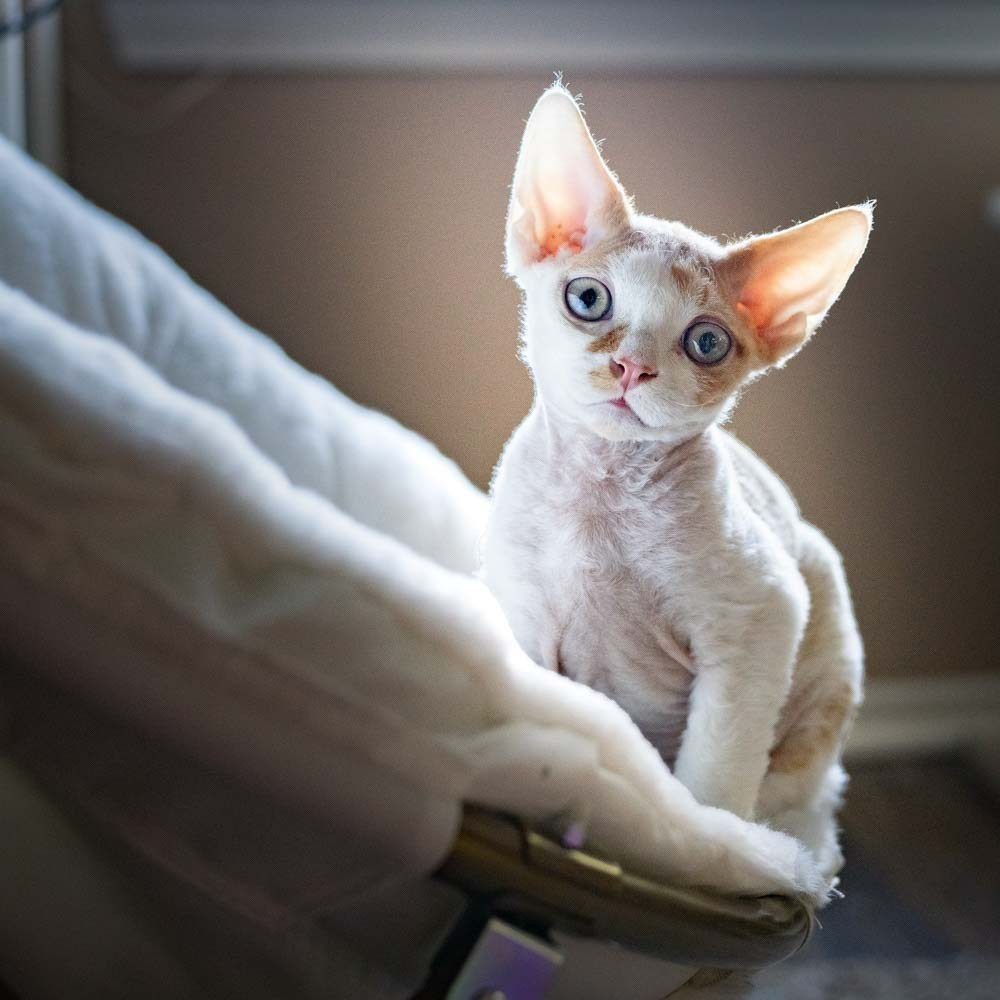 Devon Rex Pixie Cattery
