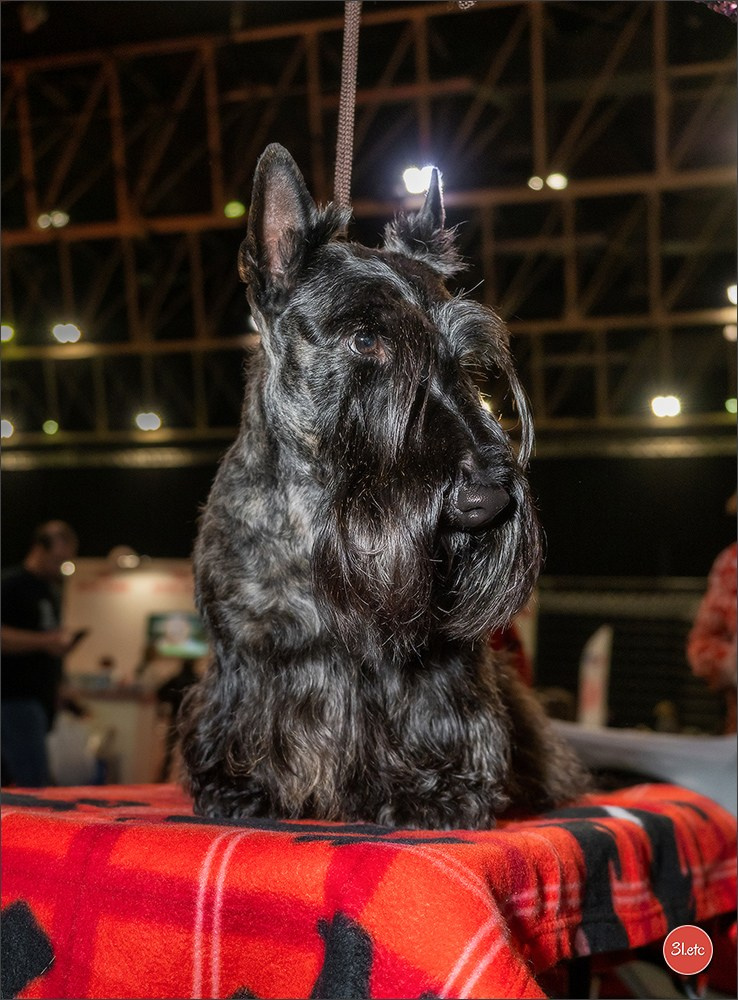 Exposition Canine Internationale à DOUAI. Photographe à Strasbourg | Portraits, Studio, Enfants, Événements