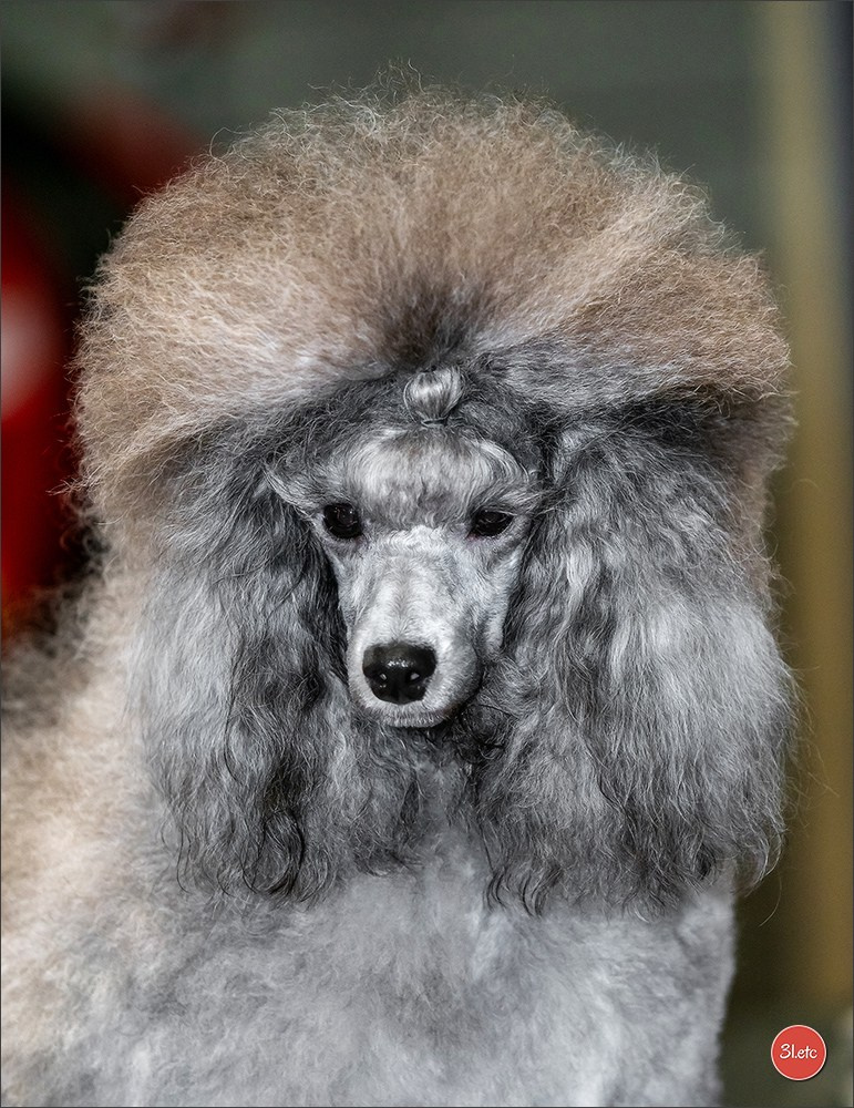 Exposition Canine Internationale à DOUAI. Photographe à Strasbourg | Portraits, Studio, Enfants, Événements