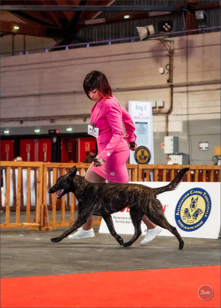 Expo canine 🇫🇷 Amiens 15-16/02/2025. Photographe à Strasbourg | Portraits, Studio, Enfants, Événements