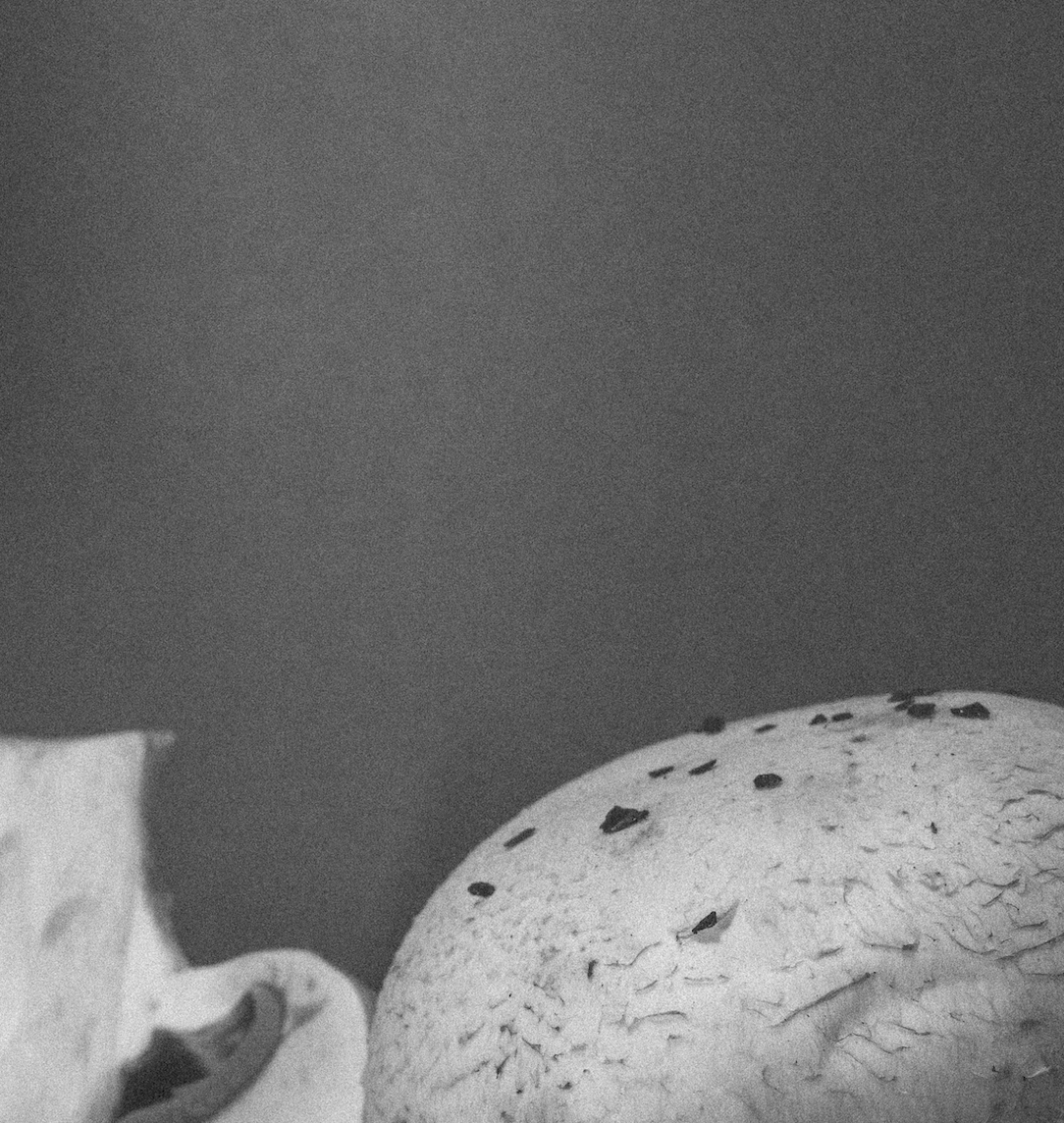 Factory (2023). Ant | photo