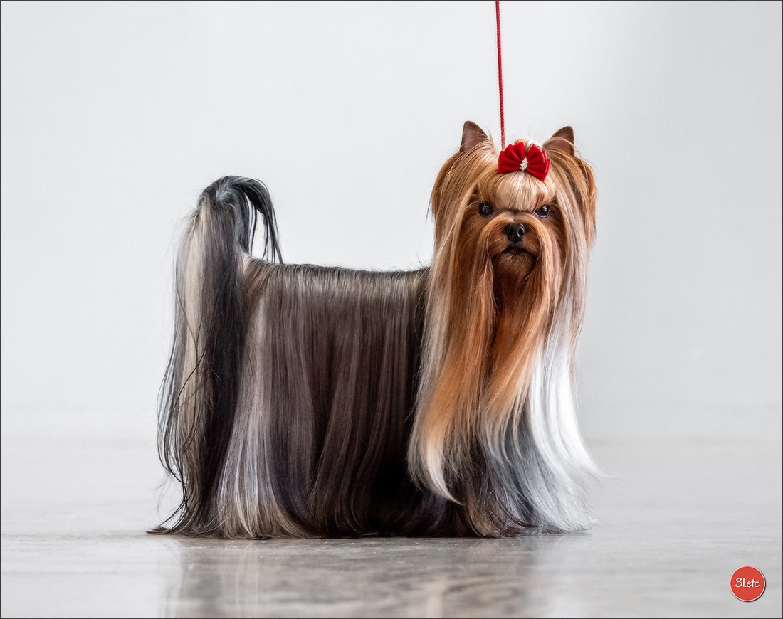 Expo canine 🇫🇷 Châlons-en-Champagne 22-23/02/2025. Photographe à Strasbourg | Portraits, Studio, Enfants, Événements