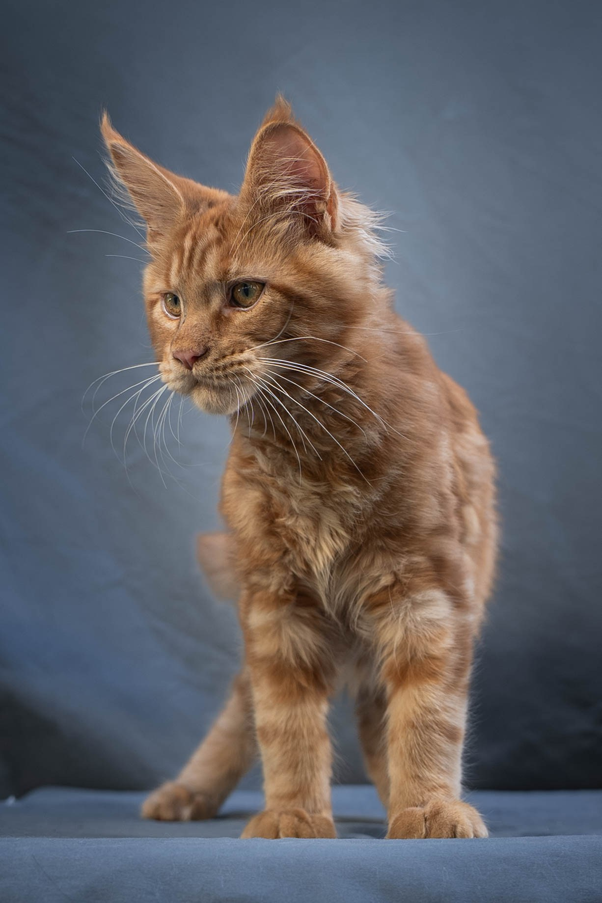 Senator Xion. Senator Cat — Maine Coon cattery