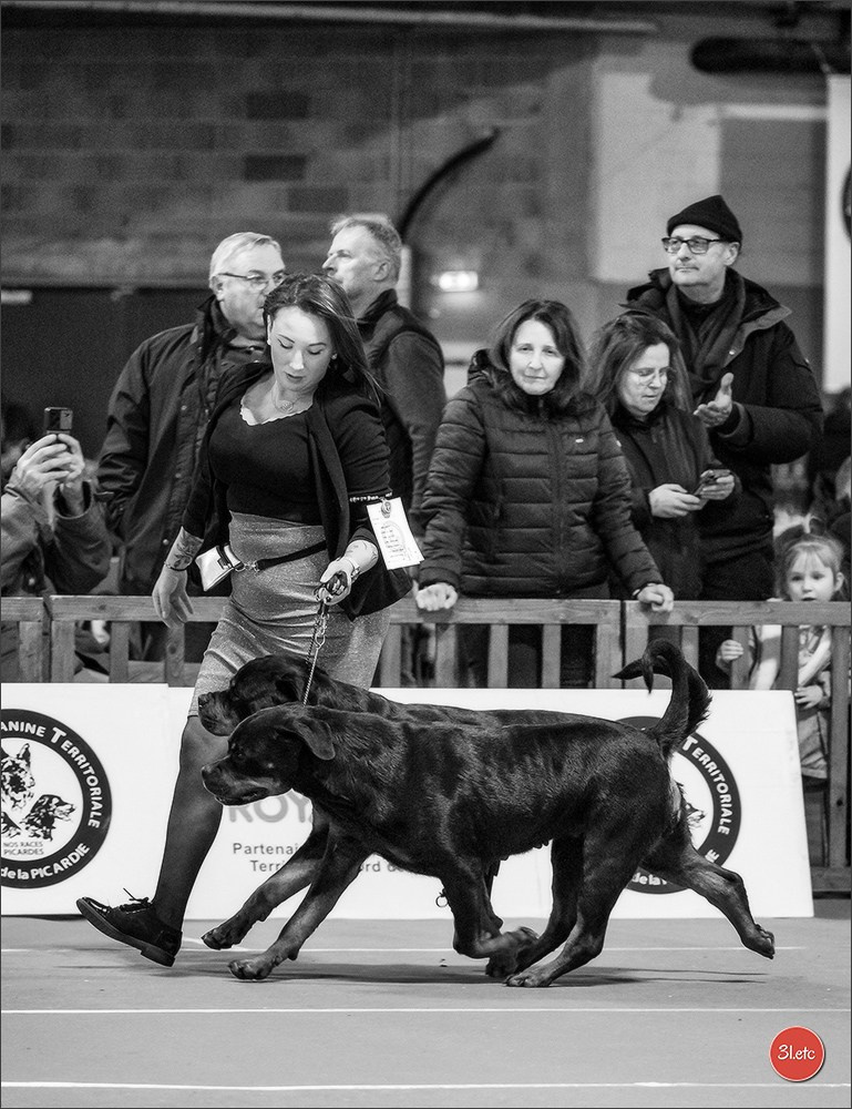 Expo canine 🇫🇷 Amiens 15-16/02/2025. Photographe à Strasbourg | Portraits, Studio, Enfants, Événements