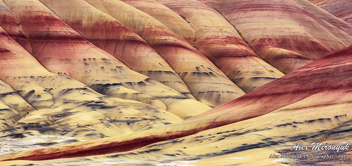 Oregon Coast Photo Workshop. Pet, Senior, Landscape, portrait studio, photographer in Miami and Sou