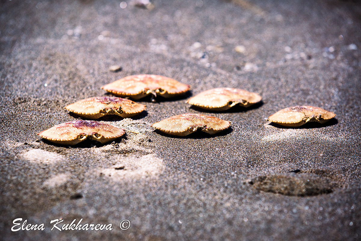 Oregon Coast Photo Workshop. Pet, Senior, Landscape, portrait studio, photographer in Miami and Sou