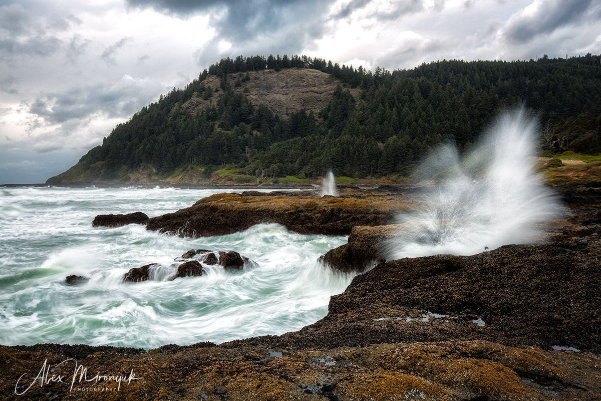 Oregon Coast Photo Workshop. Pet, Senior, Landscape, portrait studio, photographer in Miami and Sou