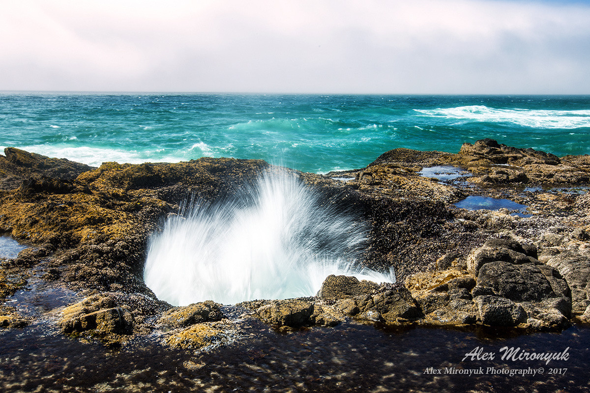 Oregon Coast Photo Workshop. Pet, Senior, Landscape, portrait studio, photographer in Miami and Sou