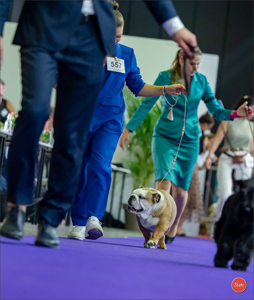 🇱🇺 LUXEMBOURG 🇱🇺 International Dog Show 🇱🇺 31/08 - 01/09/2024. Photographe à Strasbourg | Portraits, Studio, Enfants, Événements