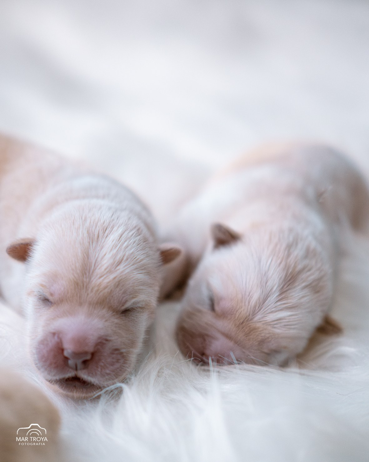 Newborn puppies Hispalis Kennel. Fotos con huella, fotografía de perros y mascotas en Sevilla