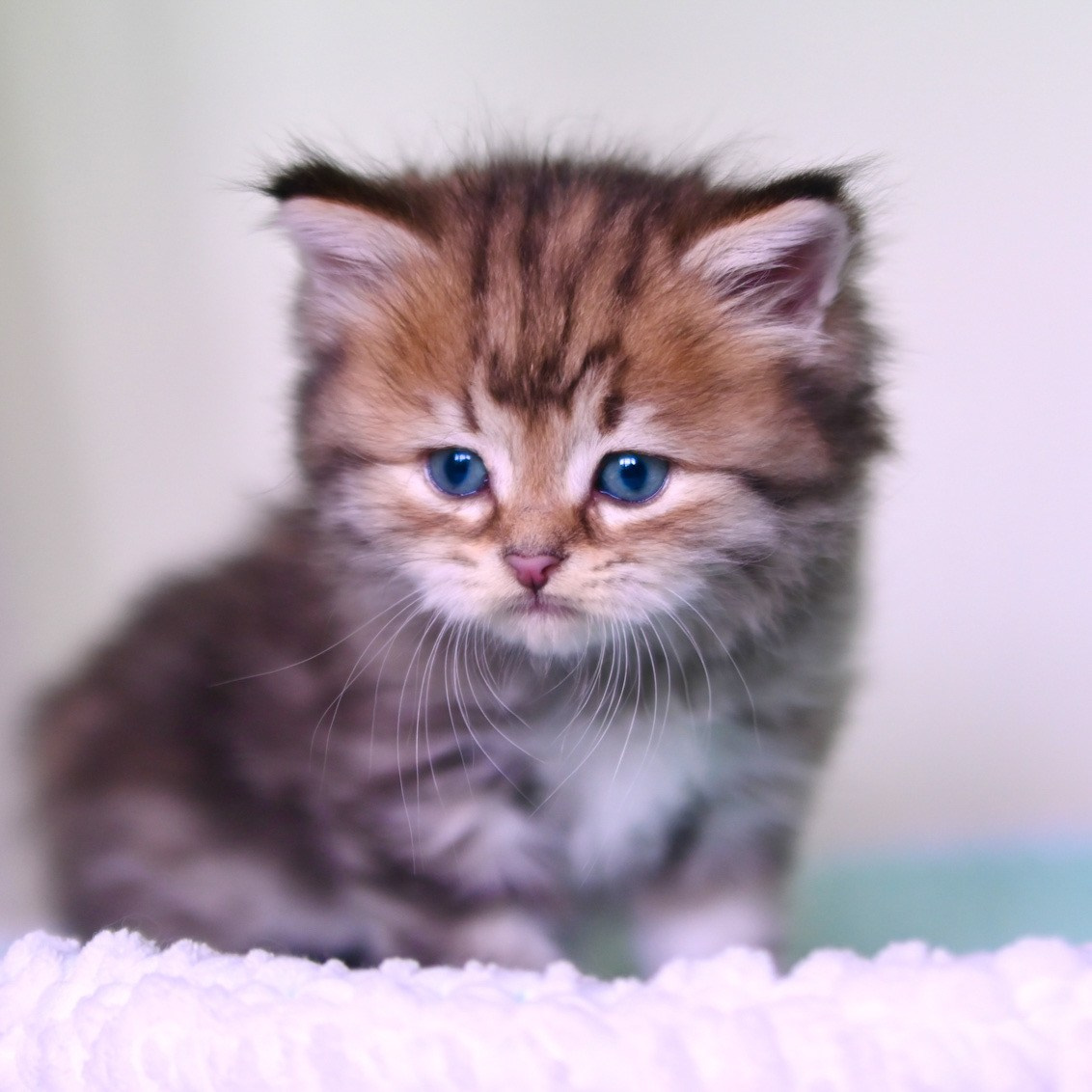 torbie Siberian female kitten in a white basket