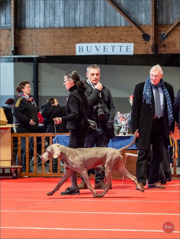 Expo canine 🇫🇷 Amiens 15-16/02/2025. Photographe à Strasbourg | Portraits, Studio, Enfants, Événements