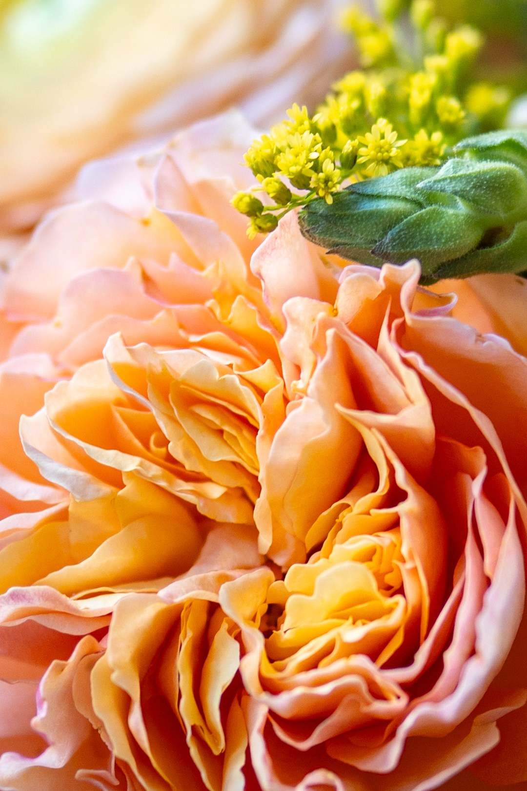 Flowers. Photographer in Madrid, Spain. Alyona Belyaninova