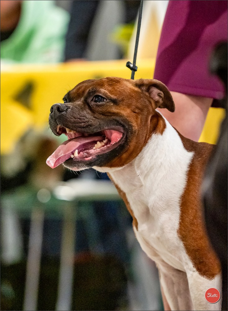 Expo canine 🇫🇷 Châlons-en-Champagne 22-23/02/2025. Photographe à Strasbourg | Portraits, Studio, Enfants, Événements