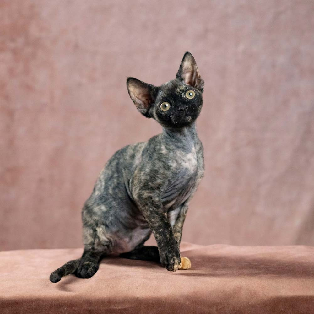 Devon Rex Pixie Cattery