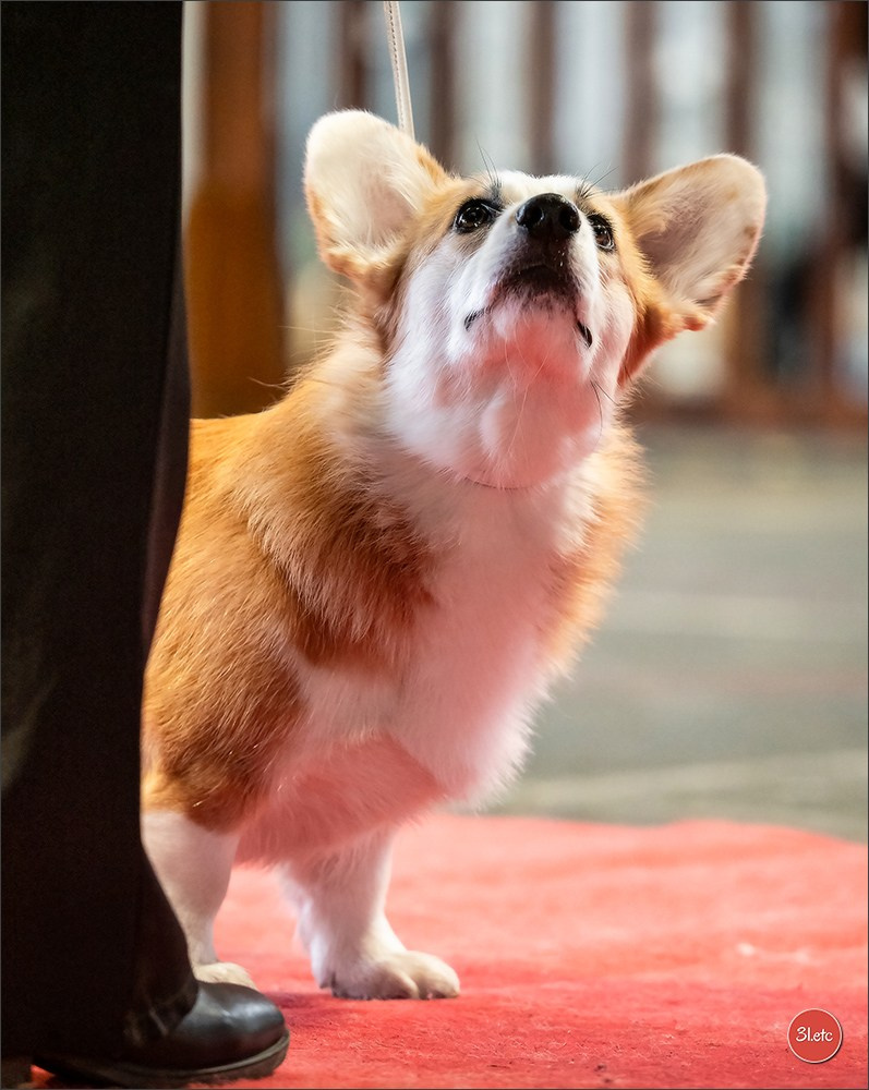 Expo canine 🇫🇷 Amiens 15-16/02/2025. Photographe à Strasbourg | Portraits, Studio, Enfants, Événements