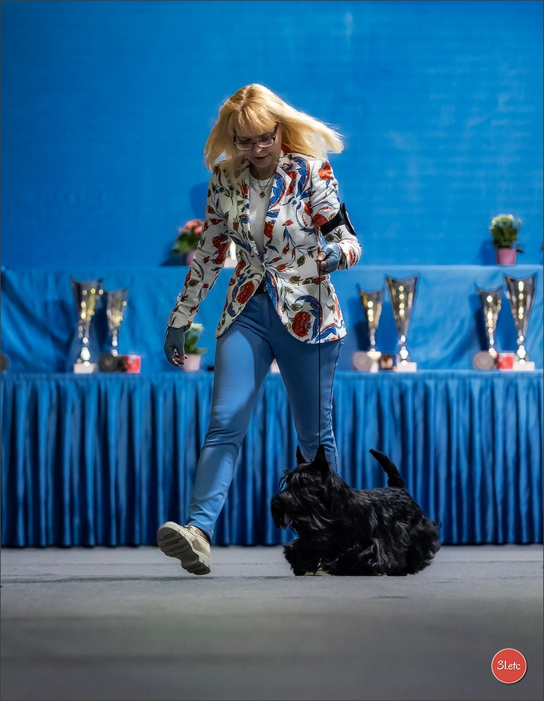 🇱🇺 LUXEMBOURG 🇱🇺 International Dog Show 🇱🇺 31/08 - 01/09/2024. Photographe à Strasbourg | Portraits, Studio, Enfants, Événements