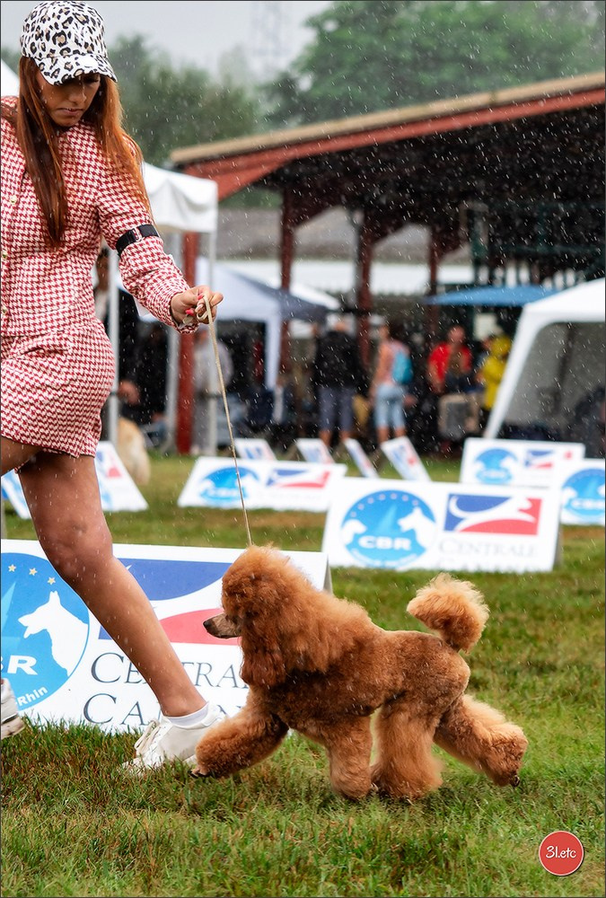 Exposition Canine à STRASBOURG-HOERDT Dimanche 18 août 2024. Photographe à Strasbourg | Portraits, Studio, Enfants, Événements