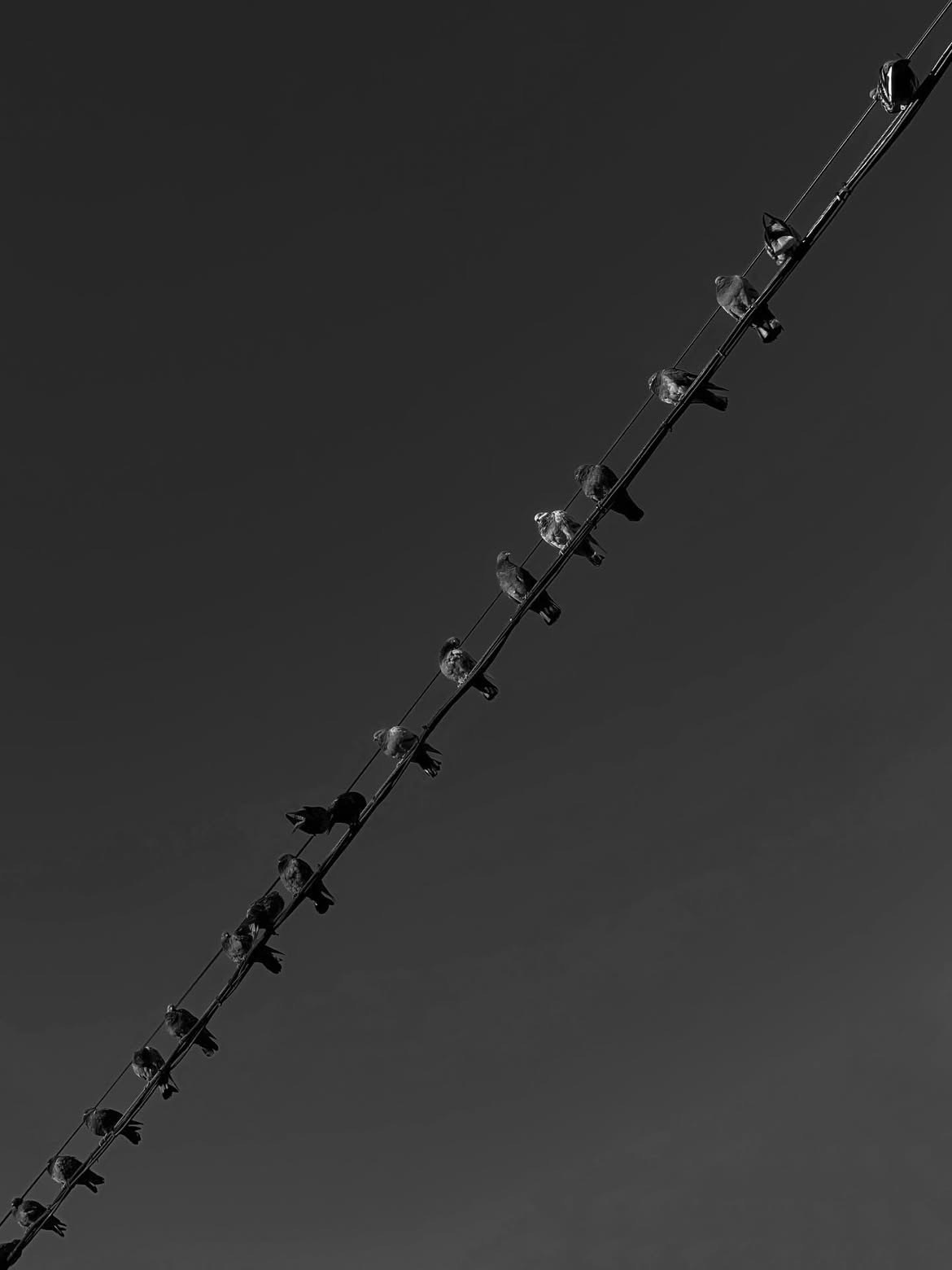 Angry birds| Budapest 2025