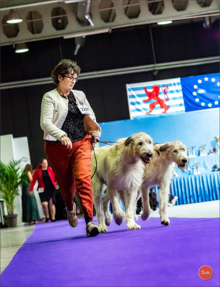 🇱🇺 LUXEMBOURG 🇱🇺 International Dog Show 🇱🇺 31/08 - 01/09/2024. Photographe à Strasbourg | Portraits, Studio, Enfants, Événements