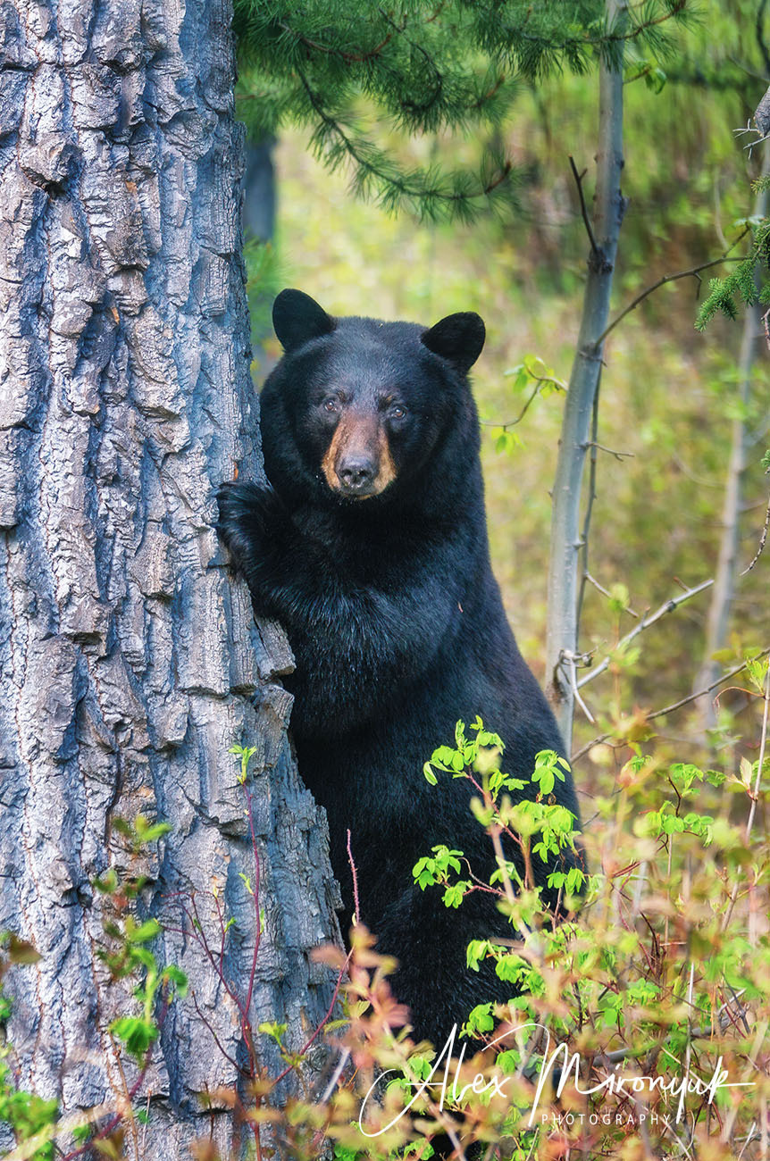 Unknown Alaska. Alex Mironyuk Photography