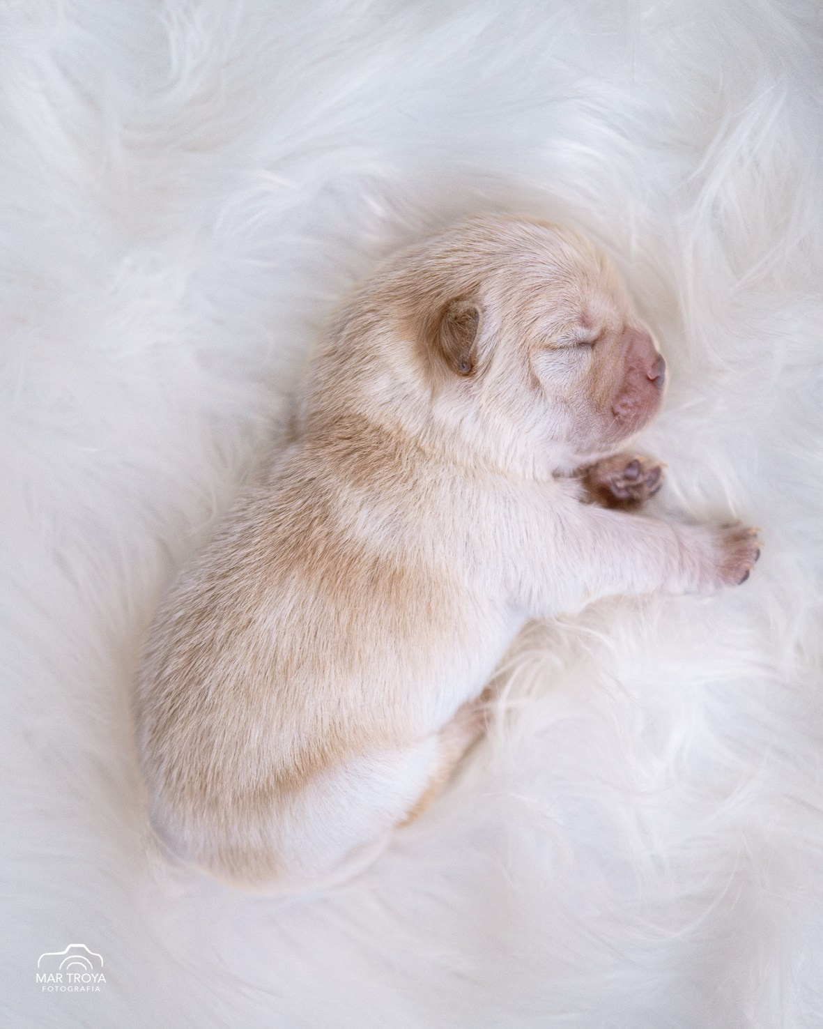 Newborn puppies Hispalis Kennel. Fotos con huella, fotografía de perros y mascotas en Sevilla