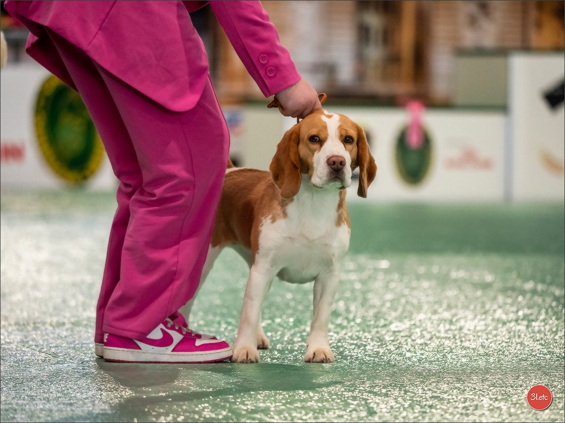 Expo canine 🇫🇷 Châlons-en-Champagne 22-23/02/2025. Photographe à Strasbourg | Portraits, Studio, Enfants, Événements