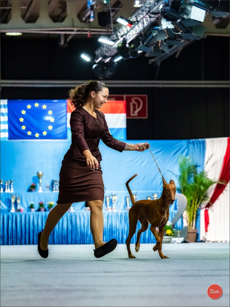 🇱🇺 LUXEMBOURG 🇱🇺 International Dog Show 🇱🇺 31/08 - 01/09/2024. Photographe à Strasbourg | Portraits, Studio, Enfants, Événements