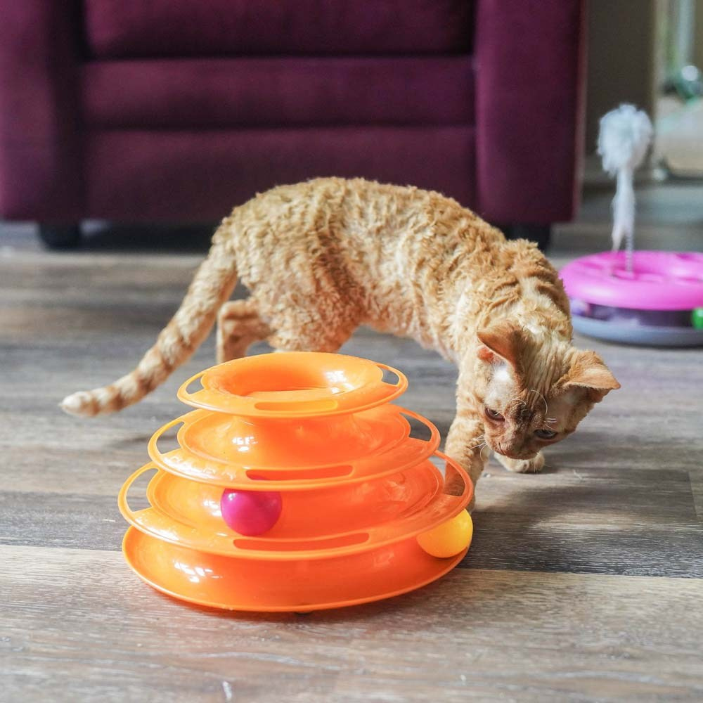 Devon Rex Pixie Cattery