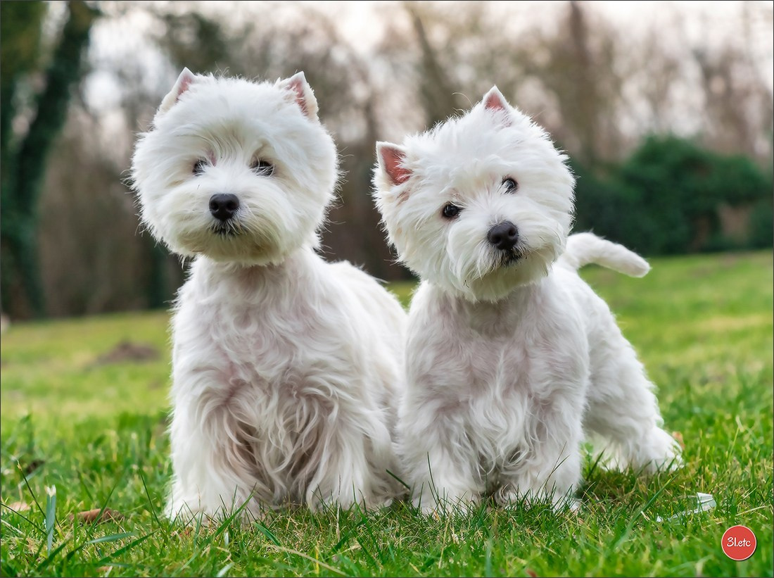 Expo canine 🇫🇷 Amiens 15-16/02/2025. Photographe à Strasbourg | Portraits, Studio, Enfants, Événements