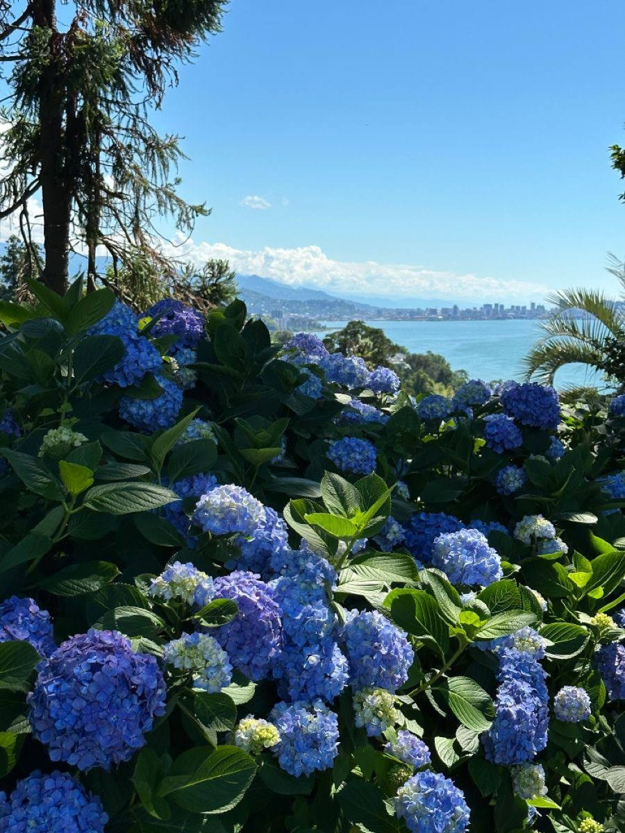 Romantic wedding ceremony in Batumi. Главная