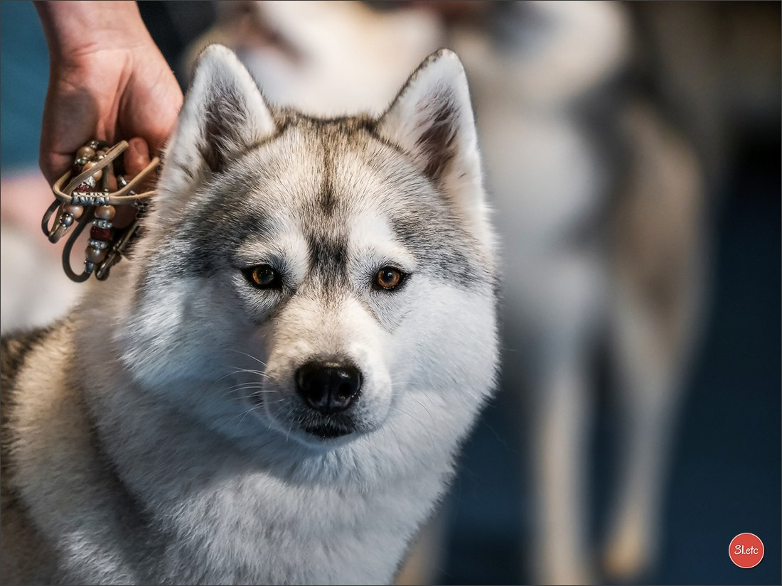 CHAMPIONNAT DE FRANCE 2024 & CACIB SPÉCIALES DE RACES MONTLUÇON. Photographe à Strasbourg | Portraits, Studio, Enfants, Événements